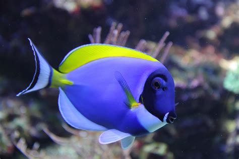 Marine fish .